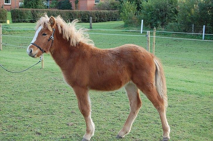 Islænder Madonna *Medina* fra Gridurholti - nov 11 (6 mdr) billede 20