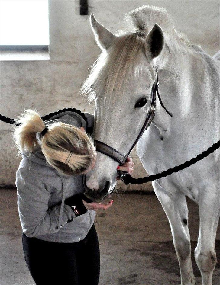 Hollandsk Sportspony Orlanda Downland - Møs, til den søde lille hest!<3 Fotograf: Nadja Larsen billede 12