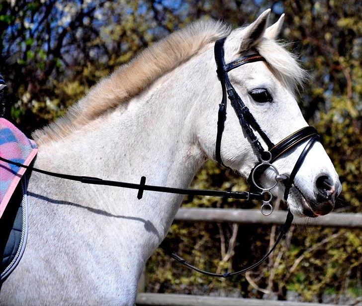 Hollandsk Sportspony Orlanda Downland - Fotograf: Nadja Larsen billede 15