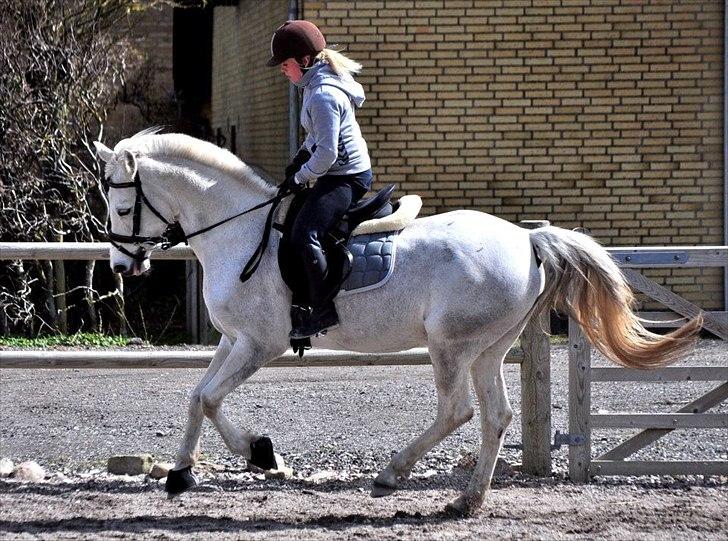 Hollandsk Sportspony Orlanda Downland - Gallop Fotograf: Nadja Larsen billede 16