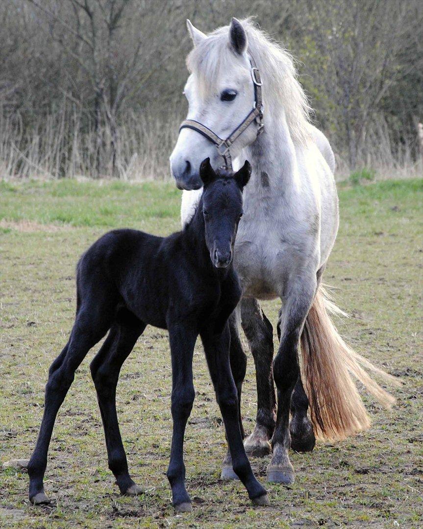 DSP Magic Skywalker - Med mor på fold for første gang! billede 6