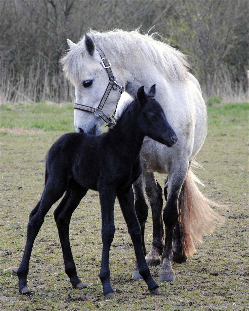 DSP Magic Skywalker billede 7