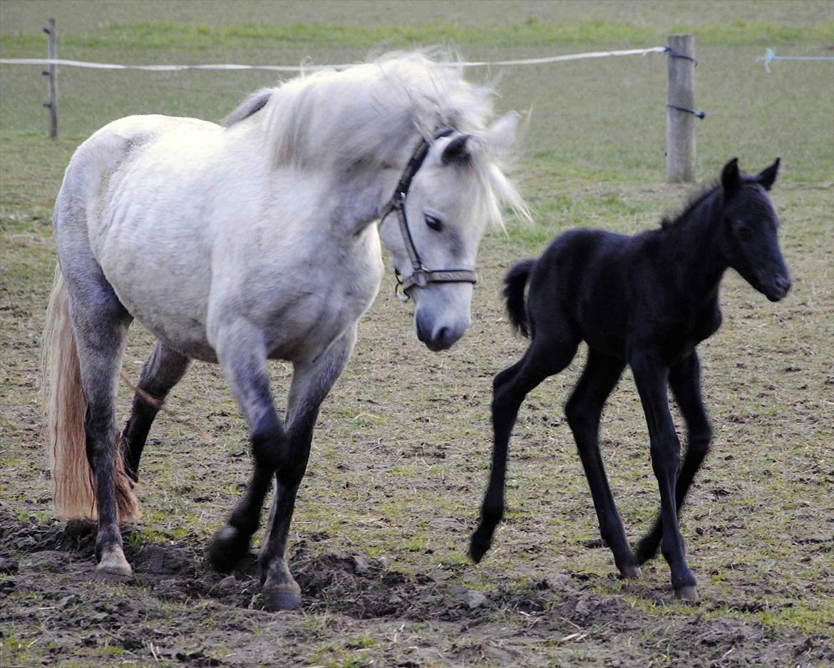 DSP Magic Skywalker billede 8