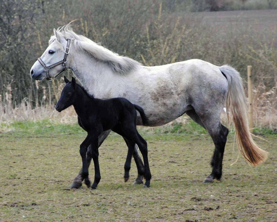 DSP Magic Skywalker billede 9