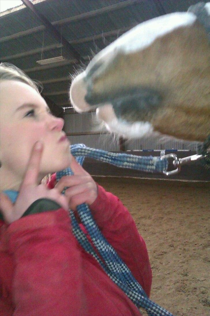 Hollandsk Sportspony Pablo P. (Nuttie)  - kyys <3 billede 13