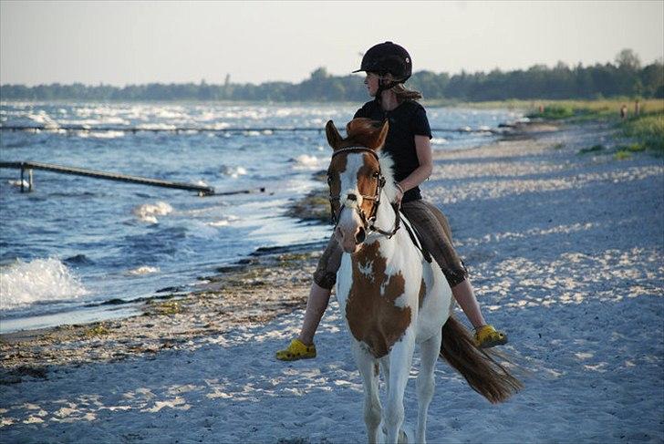 Hollandsk Sportspony Pablo P. (Nuttie)  - strandtur:-) billede 16