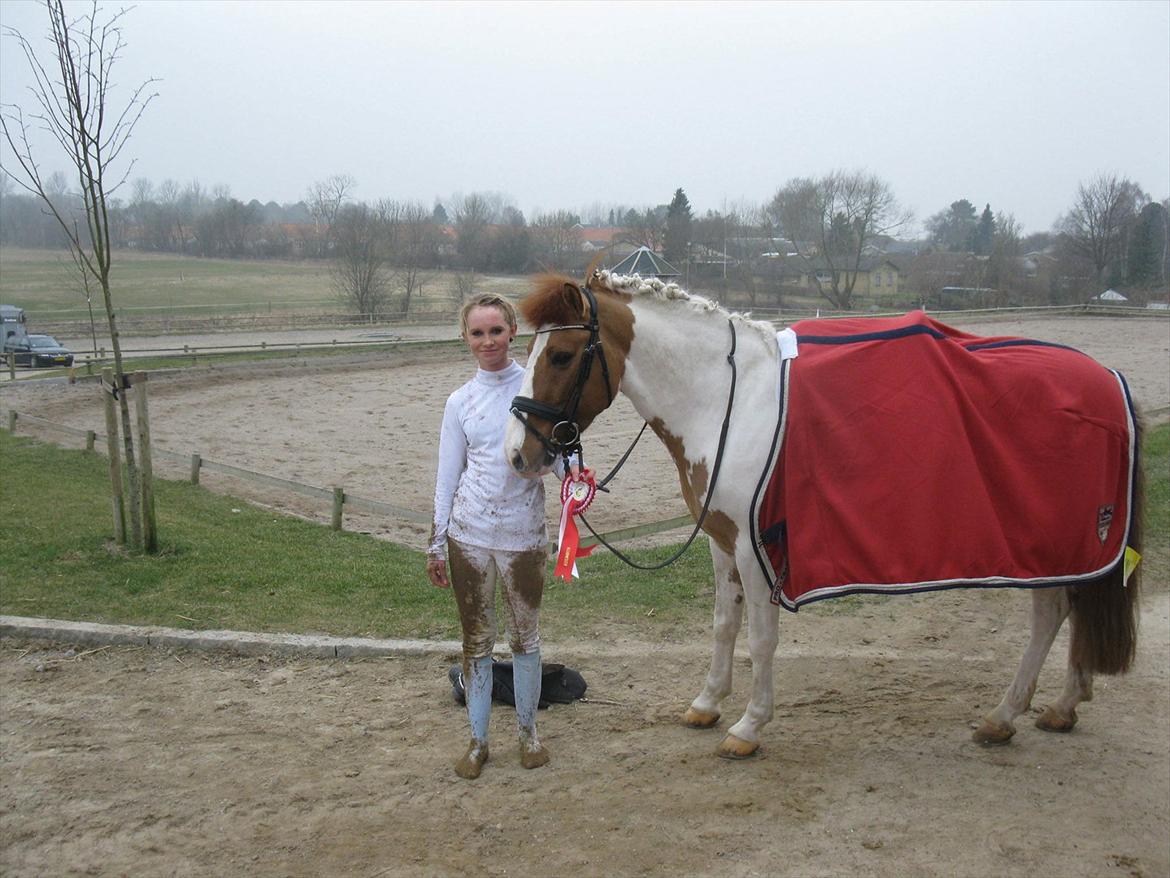 Hollandsk Sportspony Pablo P. (Nuttie)  - KAR klubmester pony svær dressur 2012!!<3 billede 14