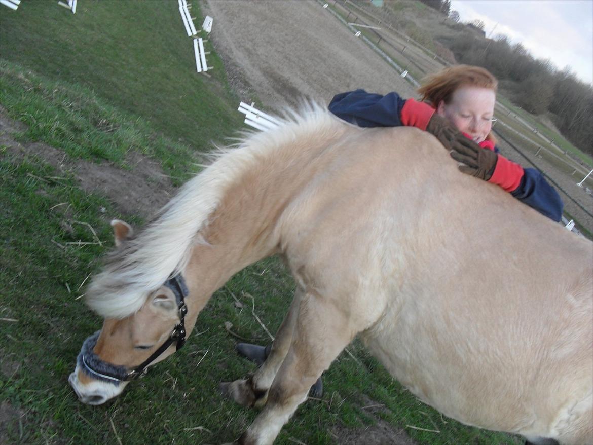 Fjordhest Toby [Har Redet] - Græsning med tobbe :) <3 billede 18
