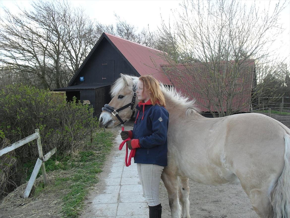 Fjordhest Toby [Har Redet] billede 5
