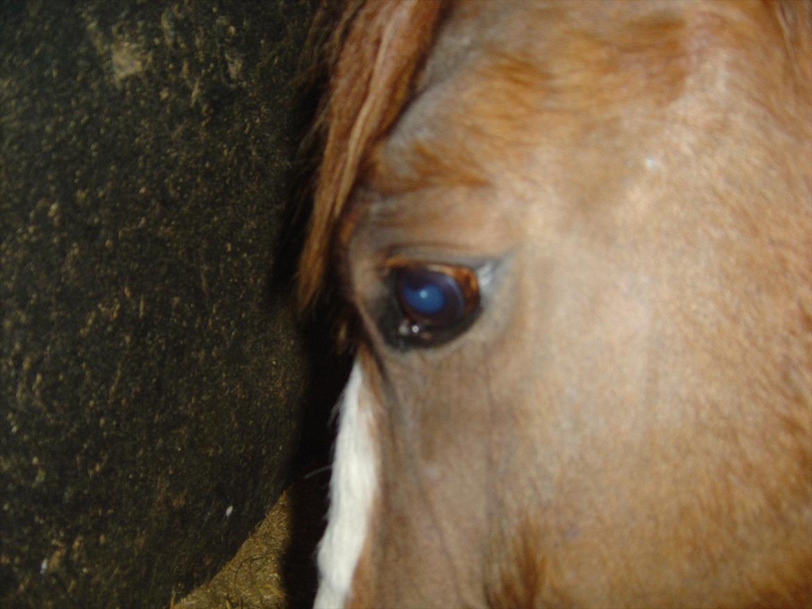 Anden særlig race India billede 13