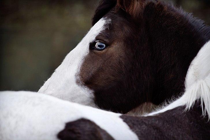 Pinto Berlian Kasar - April 2012 billede 6