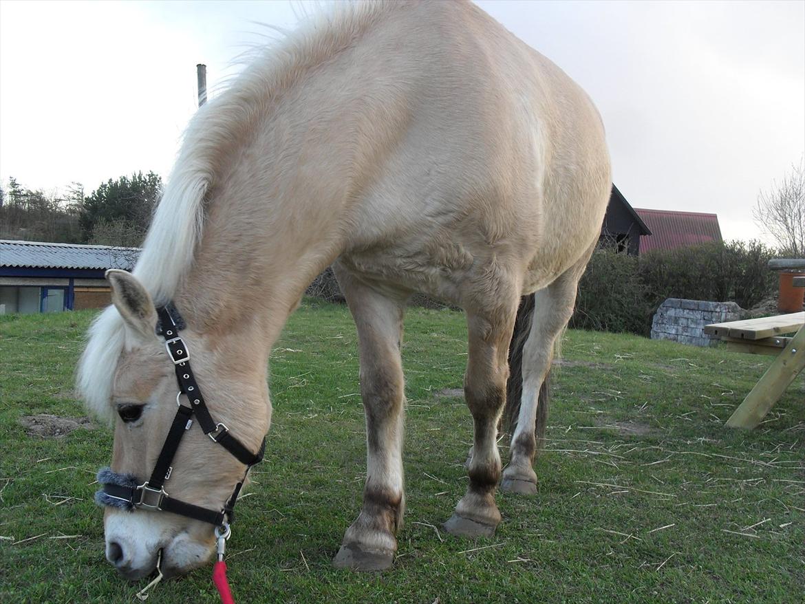 Fjordhest Toby [Har Redet] billede 8