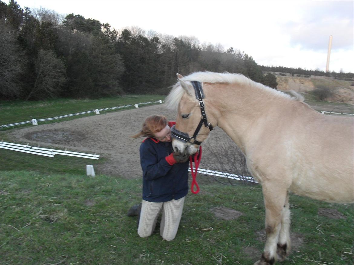 Fjordhest Toby [Har Redet] - If it all seems hopeless - I might look the wrong way billede 4