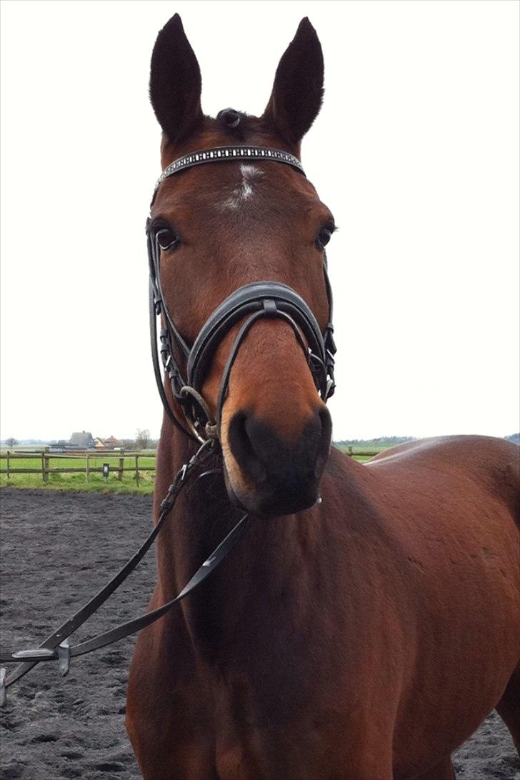 Traver Oscar Fønix - så smuk! billede 1