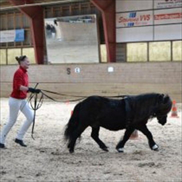 Shetlænder Skovledet Klokkeblomst - Klokken i lange liner til indvielsen på REB :) billede 1