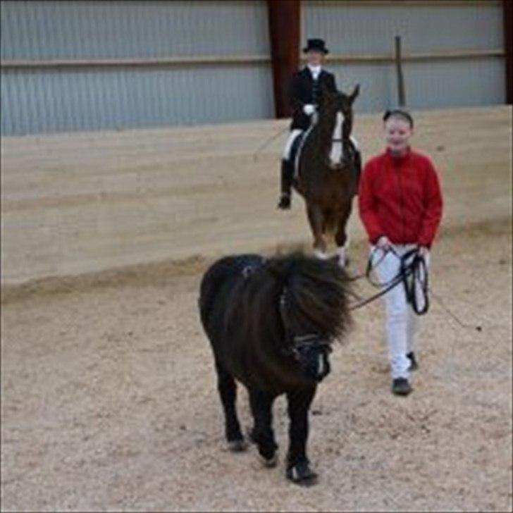 Shetlænder Skovledet Klokkeblomst - Klokken til Parade på REB billede 20