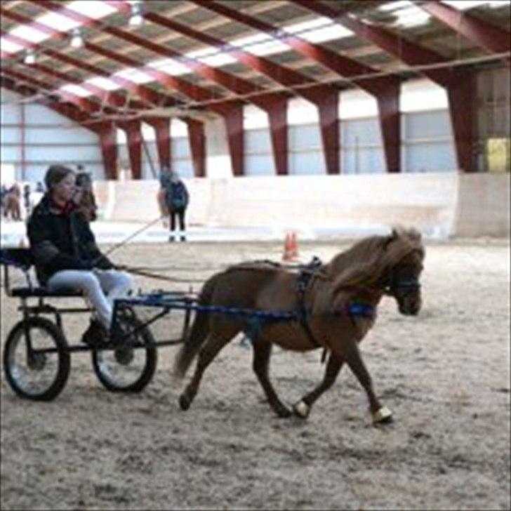 Shetlænder Felix *RIP* - Wauw for en lækker trav den pony kan mestre :D billede 1