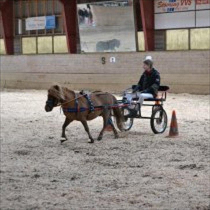 Shetlænder Felix *RIP* - Felix viser toppekørsel til indvielsen på REB :D billede 19