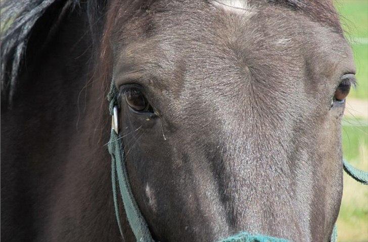 Anden særlig race Vejlgården's Bandit  - Nyt ;) billede 1