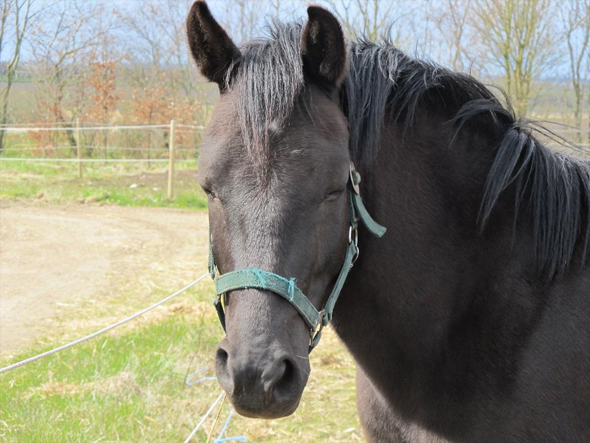 Anden særlig race Vejlgården's Bandit  - Nyt billede 8