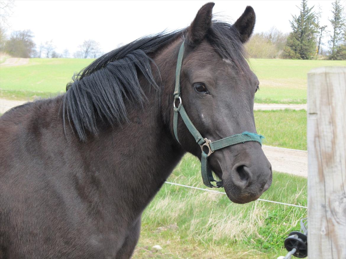 Anden særlig race Vejlgården's Bandit  - Nyt ;) billede 2