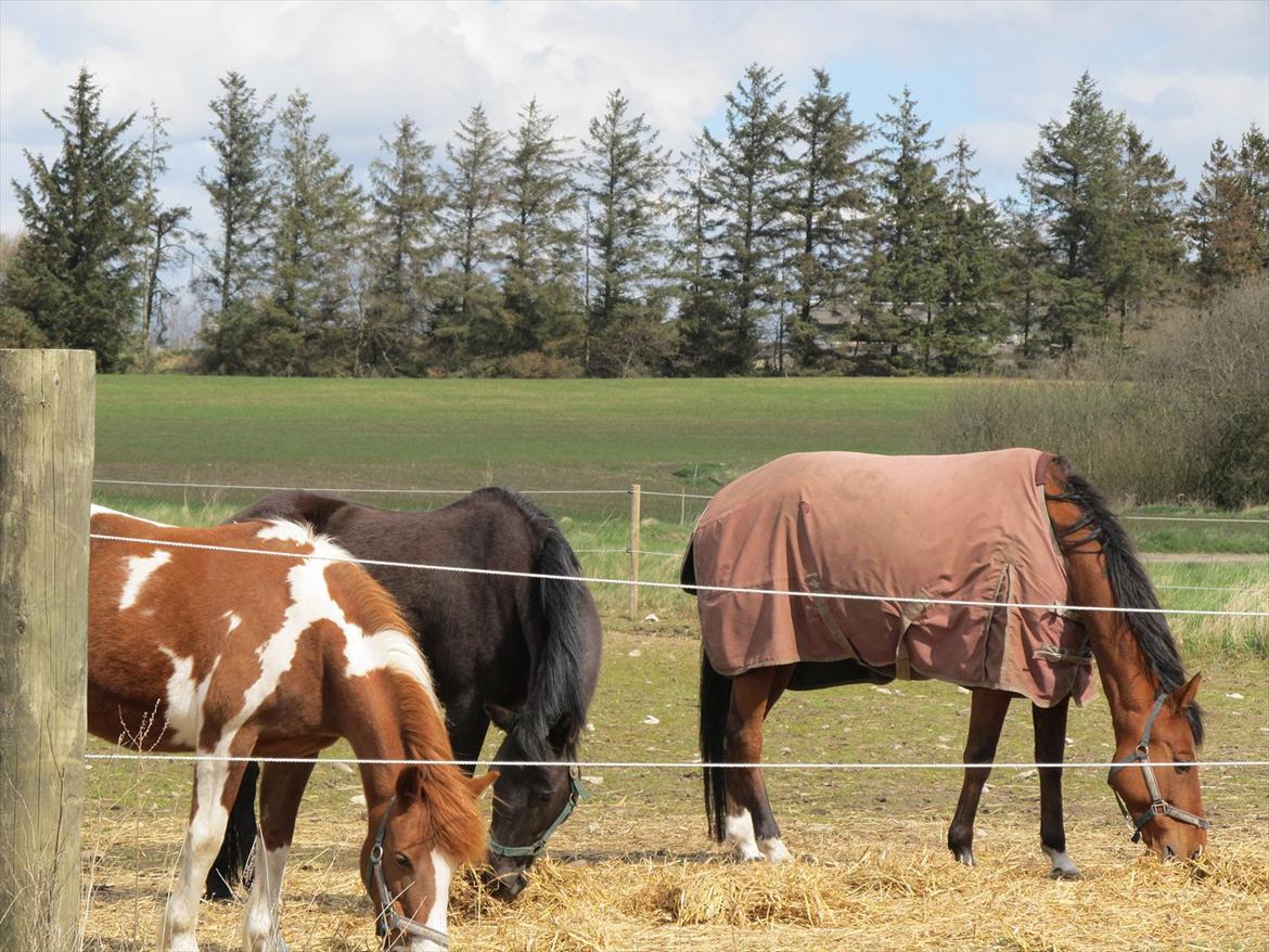 Anden særlig race Vejlgården's Bandit  - Nyy ;) billede 5