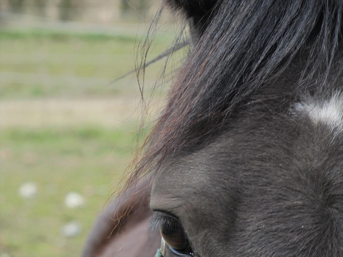 Anden særlig race Vejlgården's Bandit  - Nyt :) billede 7