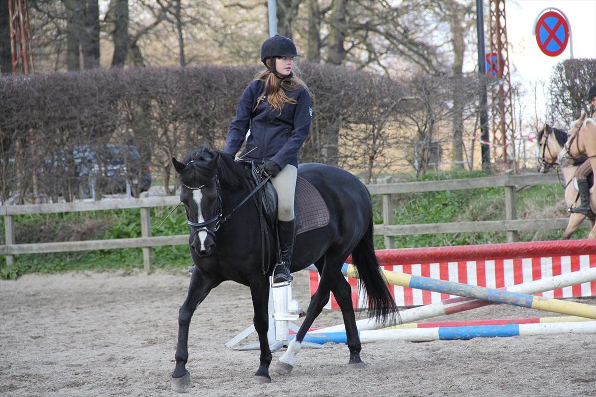 DSP Toftekildes Nelly billede 6