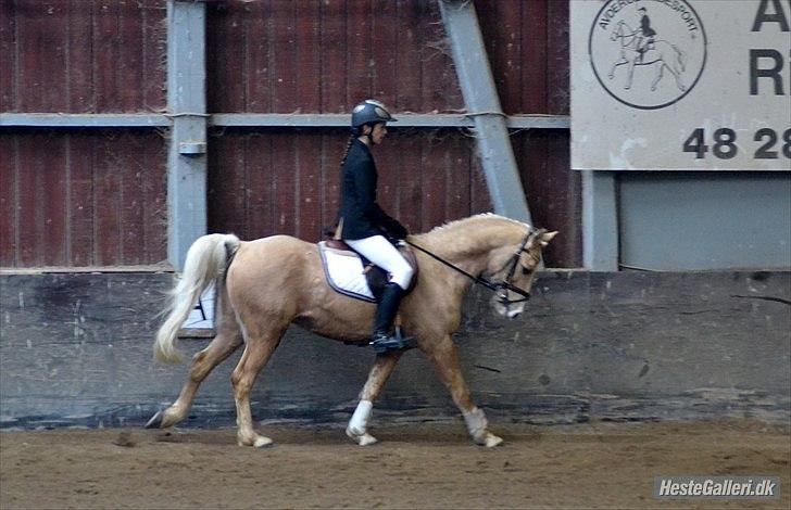 Palomino Yabadoo - Tilklubmesterskaberne i Dressur! :p
FOTO: Katrine bannow billede 18