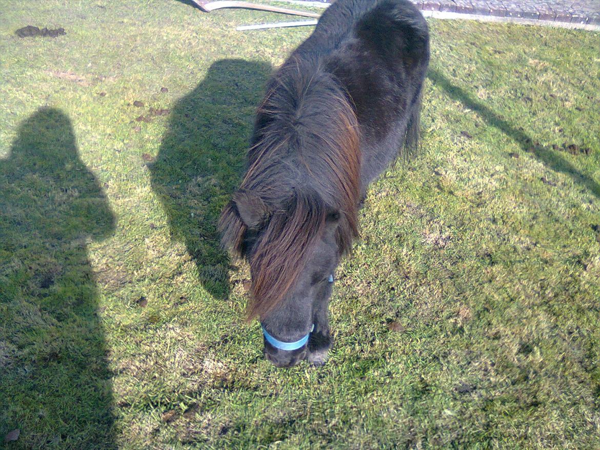 Shetlænder Max - Lille Max på besøg hjemme i min baghave <3 billede 5