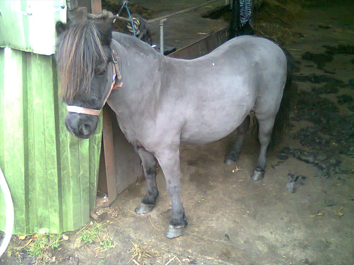 Shetlænder Max - Så blev Max klippet.. det lettede ;) <3 billede 6