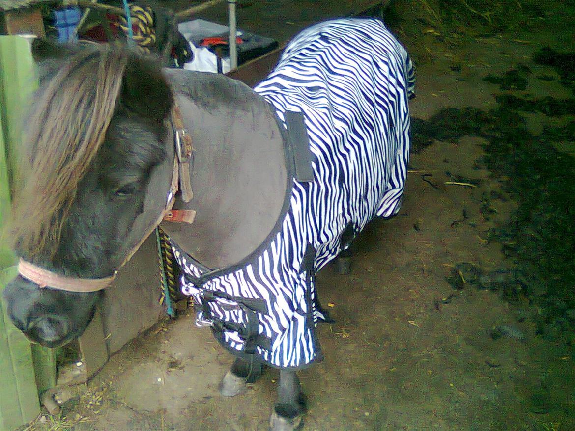 Shetlænder Max - Så er han klar til at komme ud på folden med nyt dækken og ny fritz ;)  billede 1