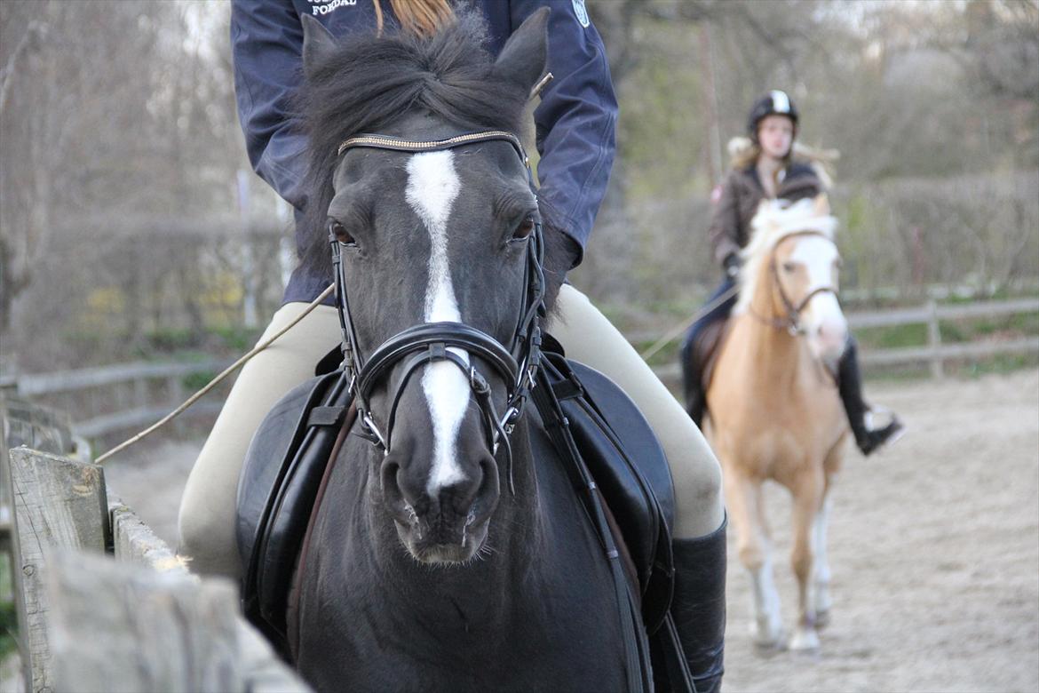 DSP Toftekildes Nelly - Mig og Nelly med Mikkeline og Logo i Baggrunden :D billede 7