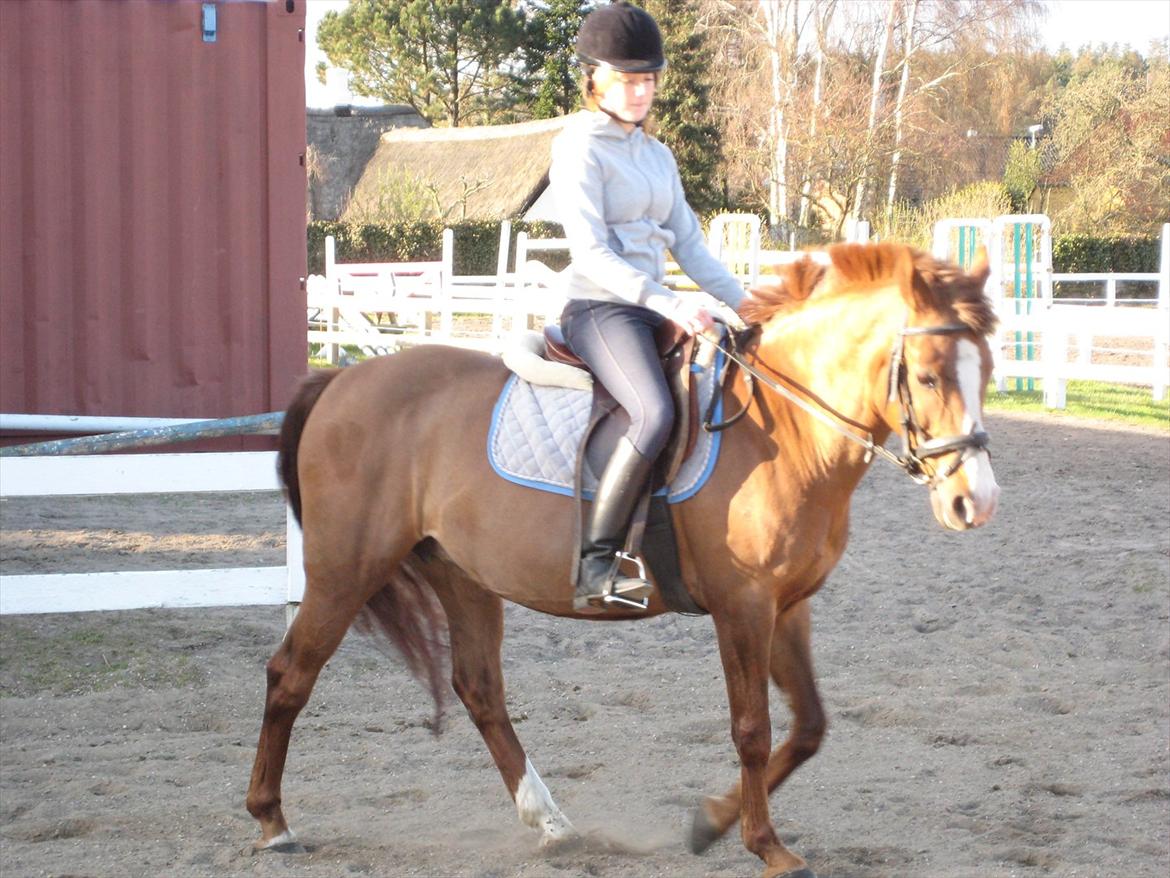 New Forest Damgårds Maja billede 3