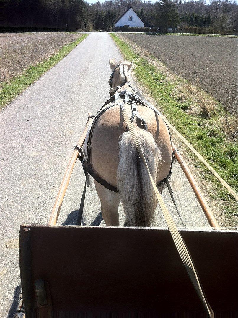 Fjordhest Emjays mille billede 15