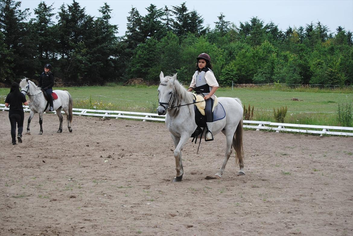 Anden særlig race Penelope billede 4