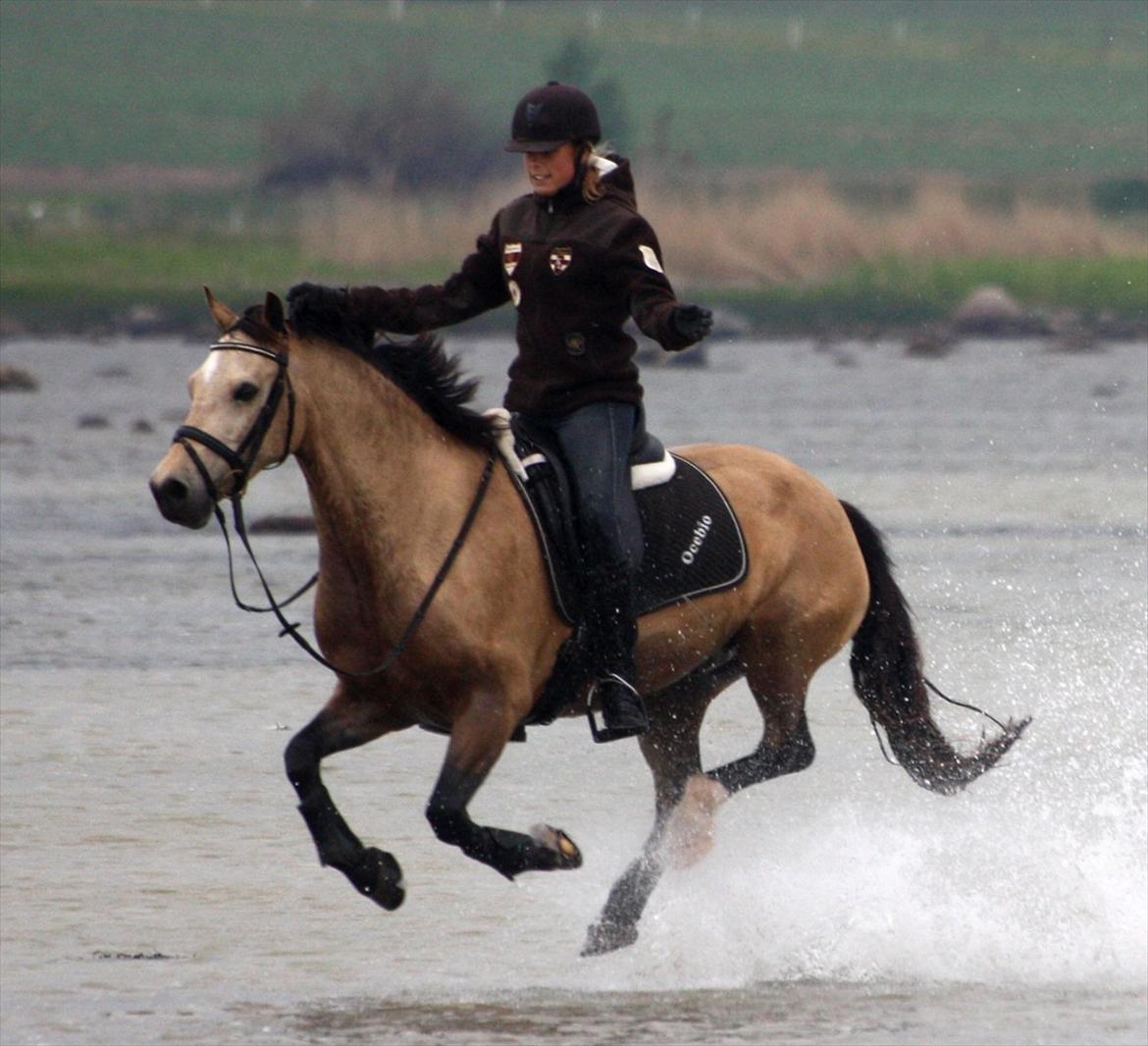 Welsh Cob (sec D) Ocebio <3 - You may doubt whether the stars are fire, the sun moves, or whether the truth is a lie, but never doubt that I love you <3  billede 20