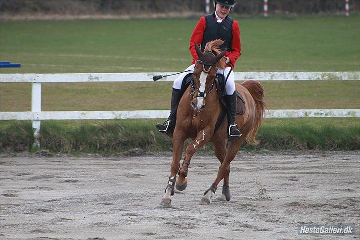 Anden særlig race Beauty buttefly-flip |Soulmate| - Mig og beauty færdig med LB på HUR, hun redede min røv for groft dem dag, jeg var en dum rytter og gav ikke efter over springene:( Men hun gjorde sit bedste og hun var en stjerne, du betyder alt min elskling!:* billede 14