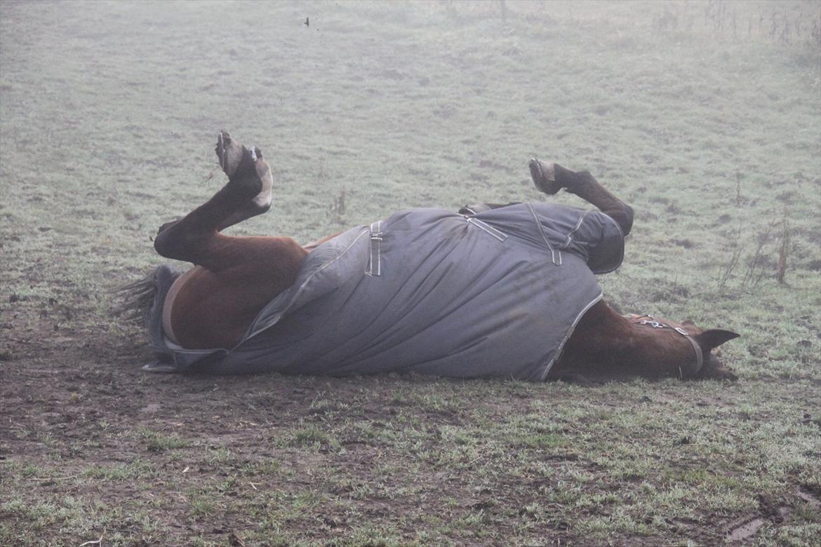 Holstener Møldams Columbus - han er aldrig ren ret lang tid af gangen ;) billede 9