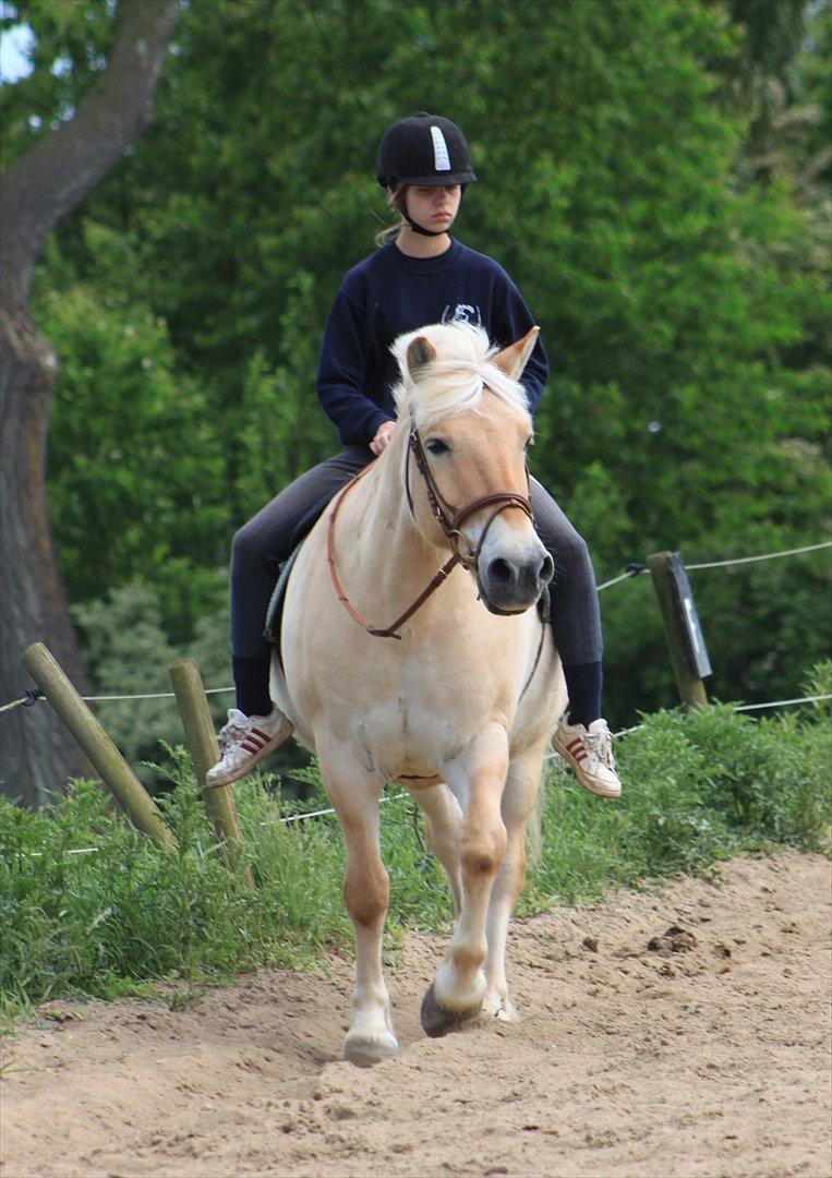 Fjordhest Prins - I miss u :'( billede 20