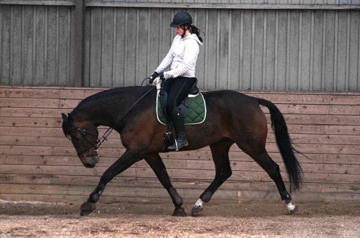 Dansk Varmblod Elverhøjs Martin R.I.P. - Genoptræning april 2012 billede 3