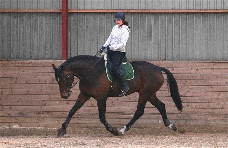 Dansk Varmblod Elverhøjs Martin R.I.P. - Genoptræning april 2012 billede 2