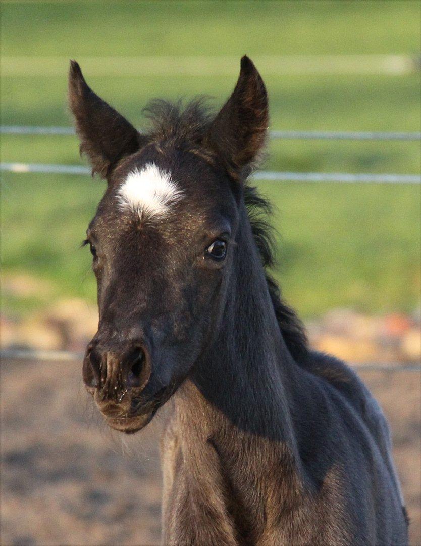 New Forest Romeo´s Miss Díor billede 1