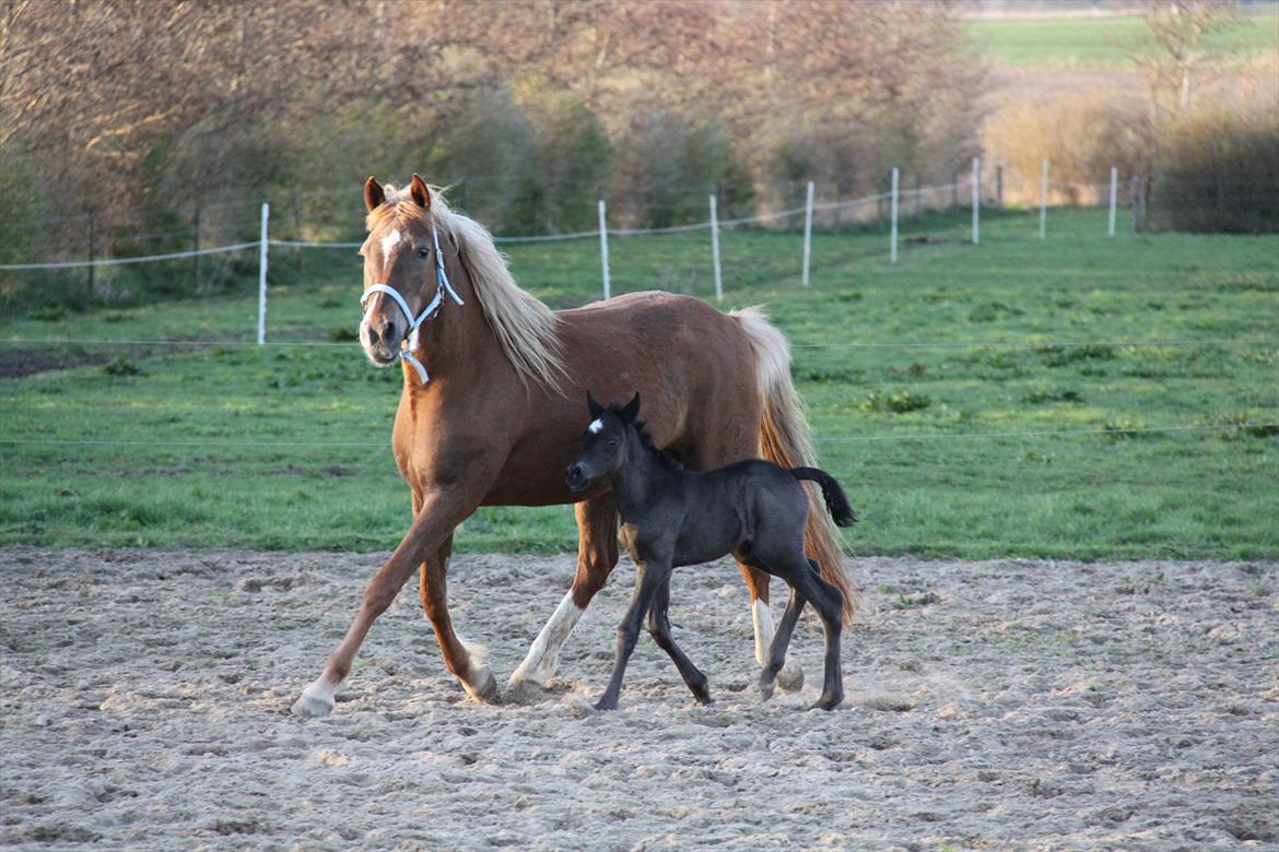 New Forest Romeo´s Miss Díor billede 3