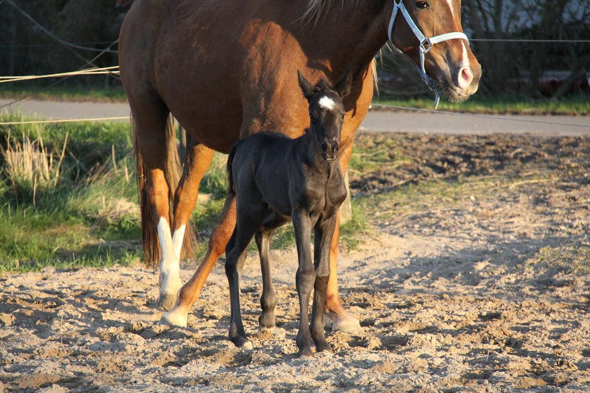 New Forest Romeo´s Miss Díor billede 4