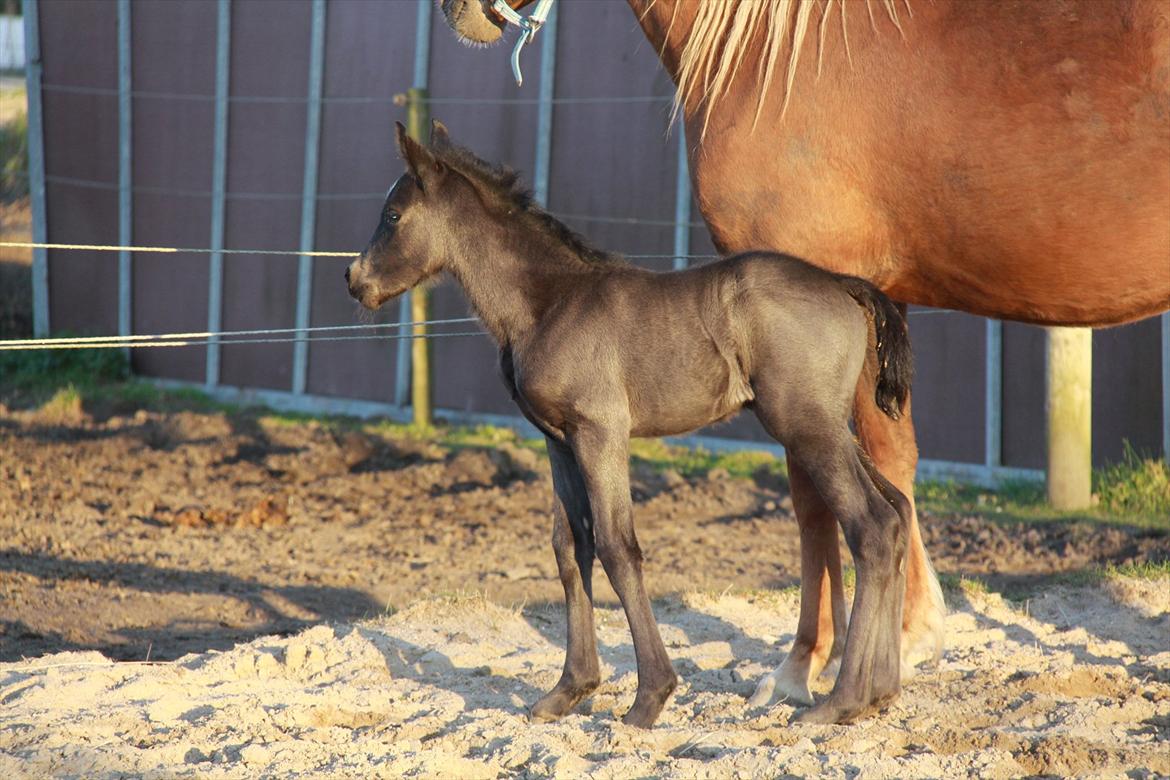 New Forest Romeo´s Miss Díor billede 5