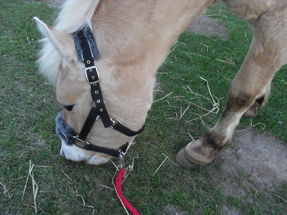 Fjordhest Toby [Har Redet] billede 14