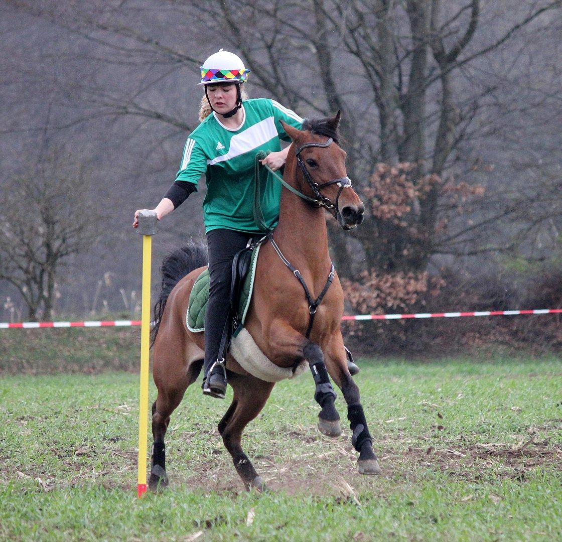 Hollandsk Sportspony Misty billede 5