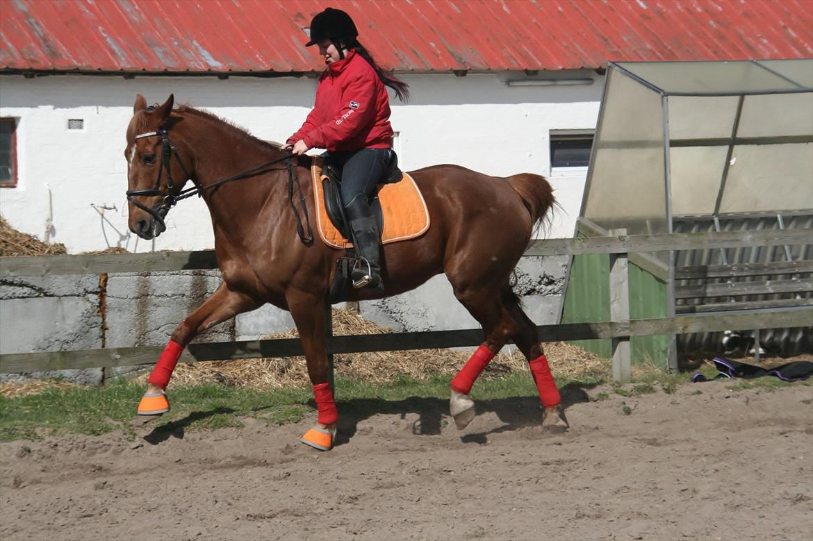 Anden særlig race Irish'girl ~ grisen billede 2