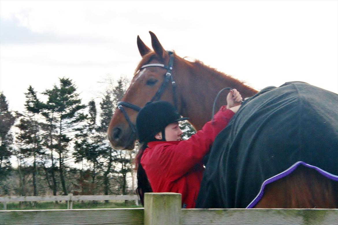 Anden særlig race Irish'girl ~ grisen billede 3